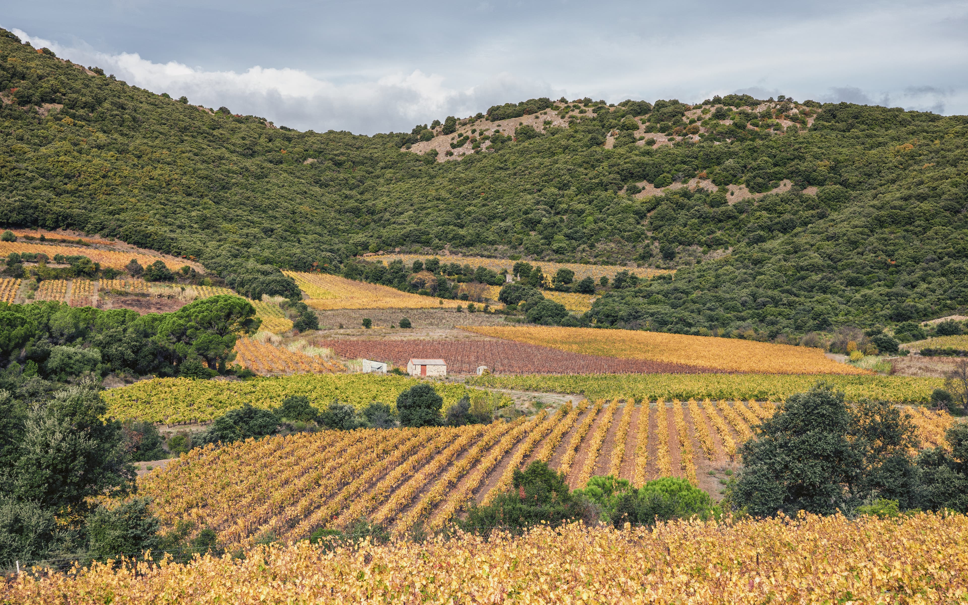 Vineyards in southern France